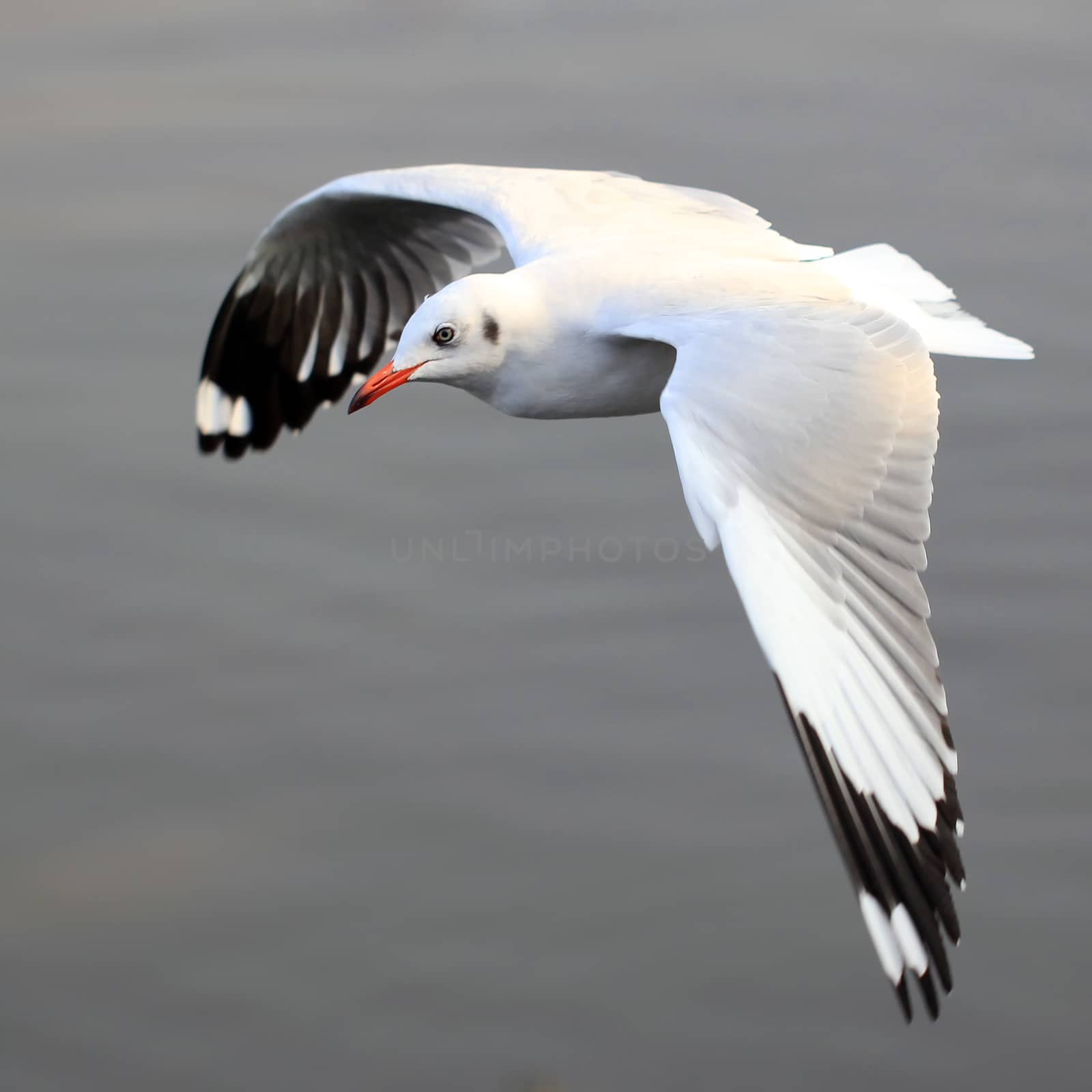 seagull flying  over the sea by leisuretime70