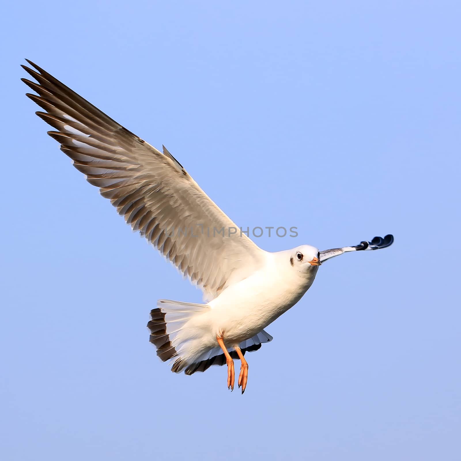 flying seagull on beautiful sky background