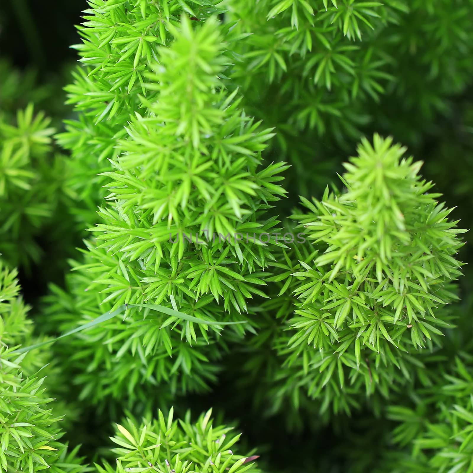  Green foxtail as background or texture