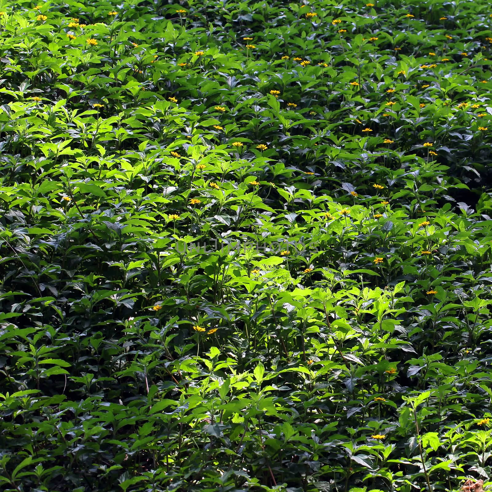 Green grass as background or texture