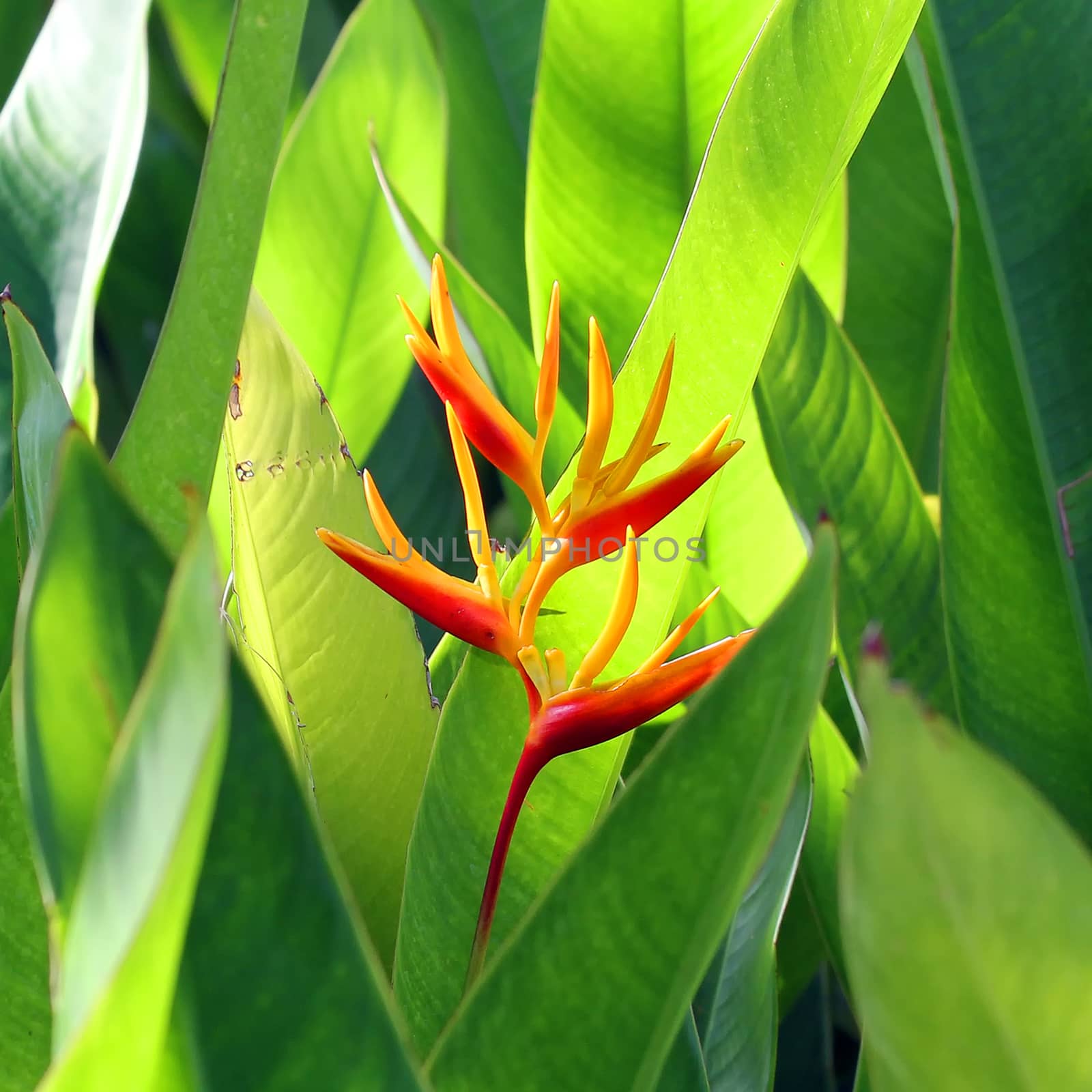 Beautiful heliconia in the garden