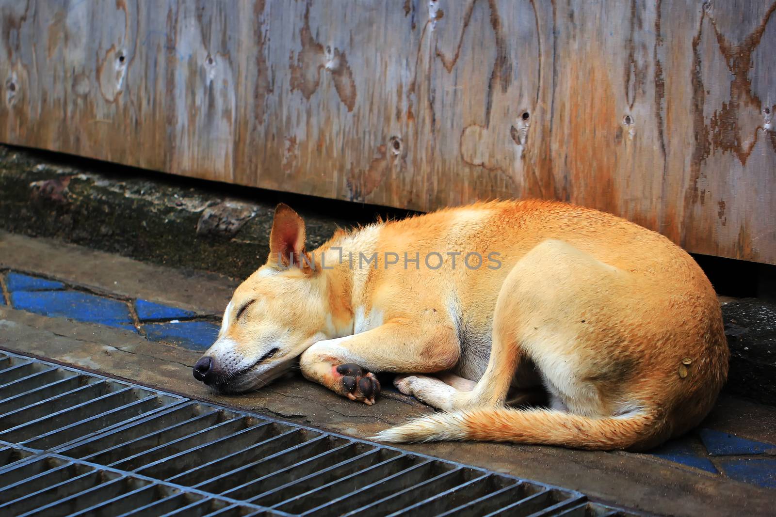 Homeless dog sleep on the street