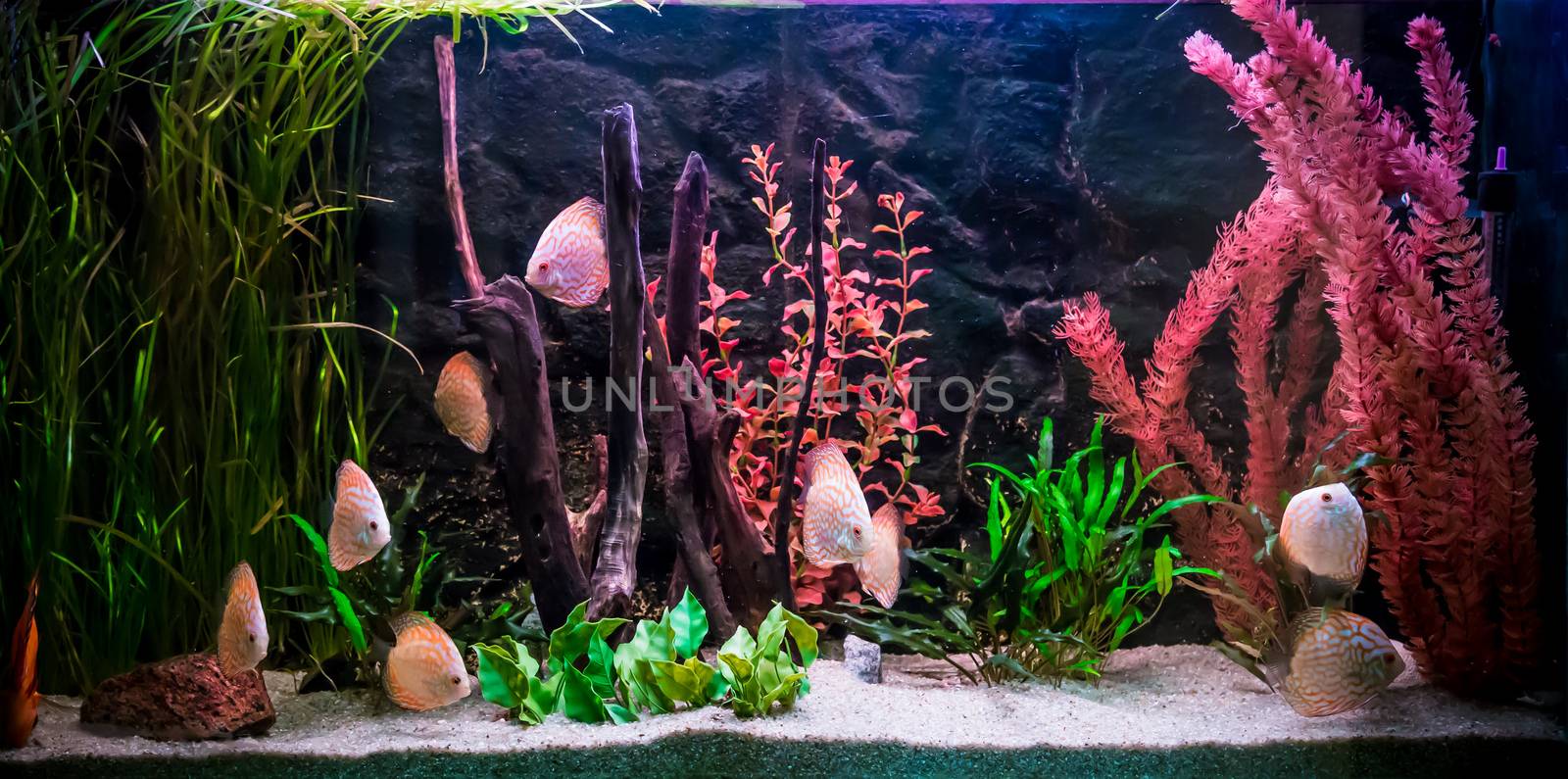 Ttropical freshwater aquarium with fishes by bloodua