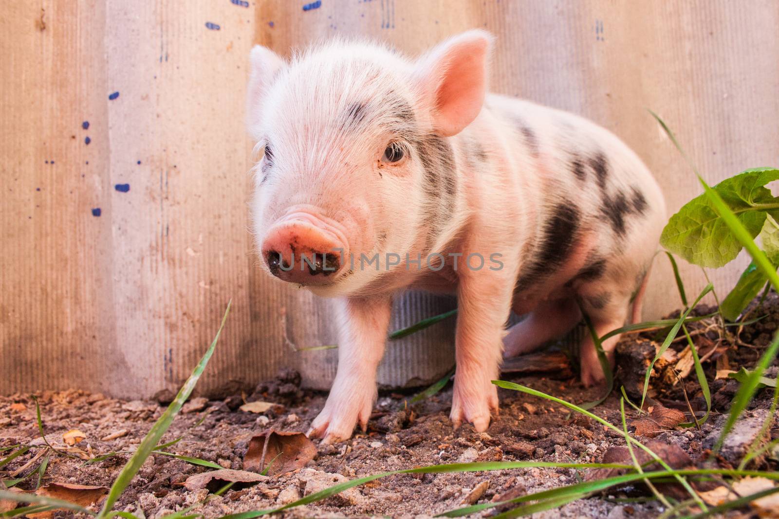 Close-up of a cute muddy piglet running around outdoors on the f by bloodua