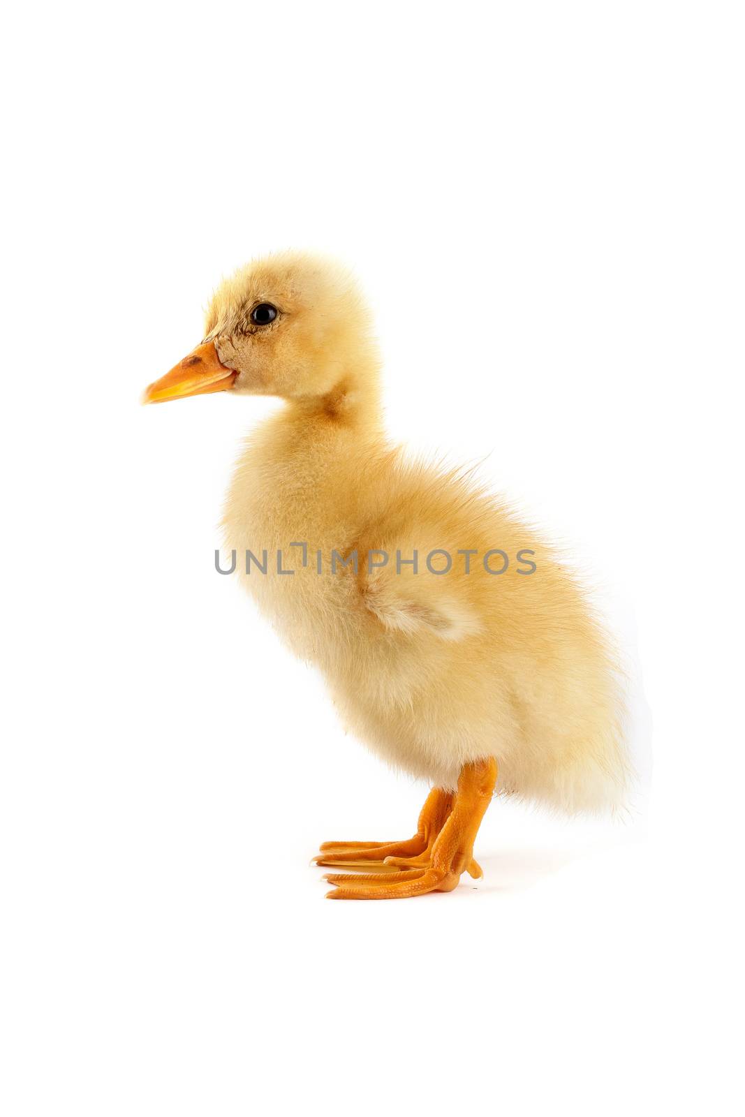 The small yellow duckling isolated on a white background