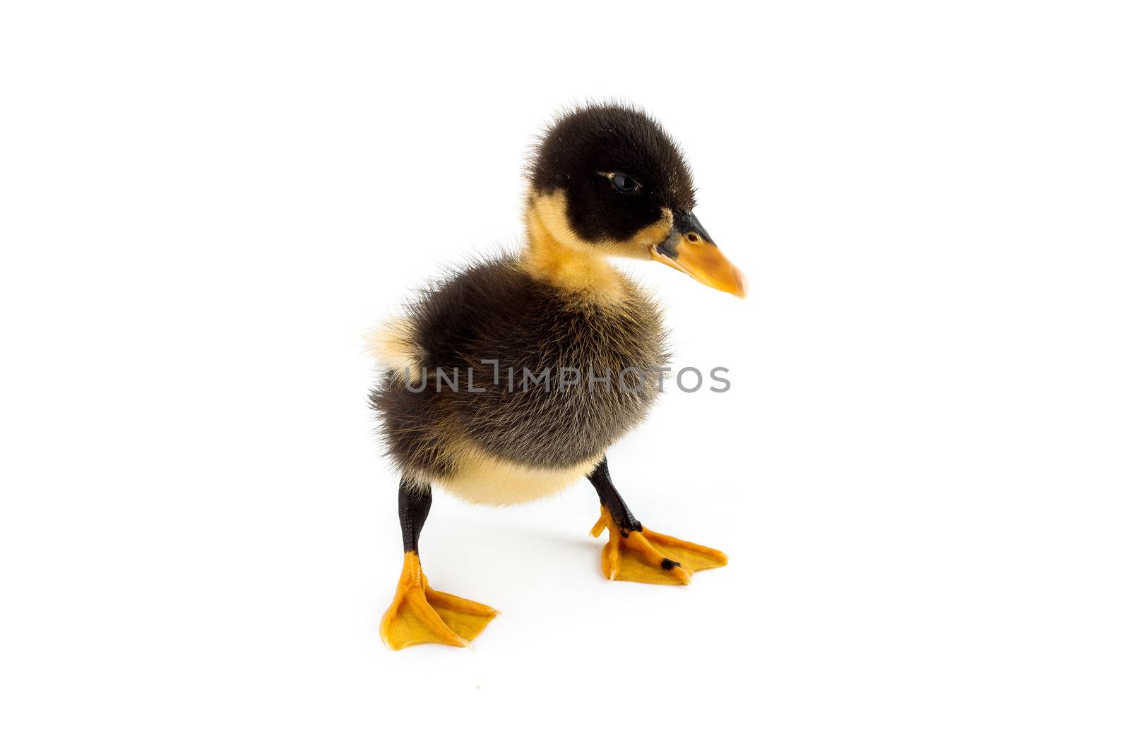 The small black duckling isolated on a white background