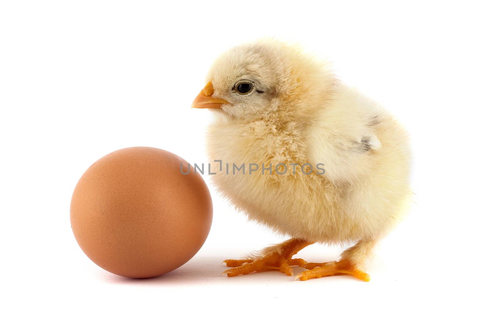 The yellow small chicks with egg isolated on a white background