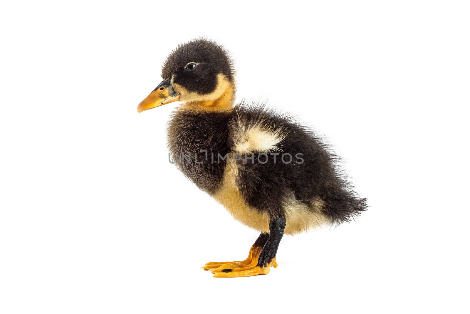 A black duckling isolated on a white background by bloodua