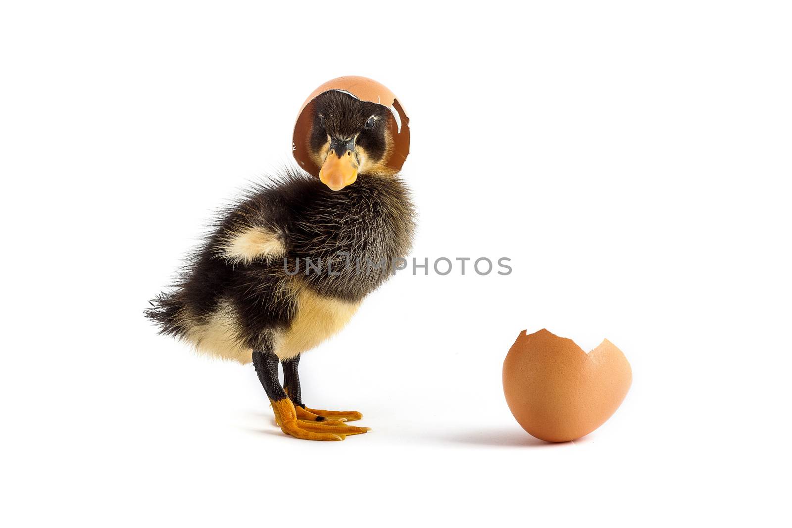Black small duckling with egg isolated on a white background