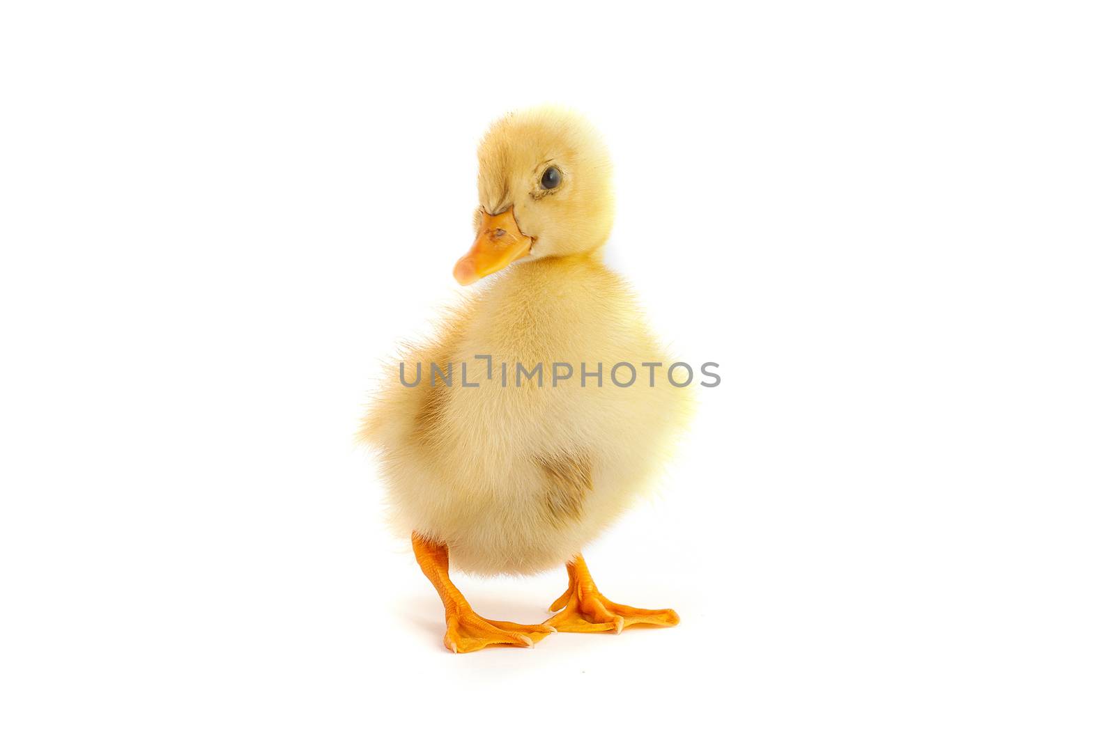 The small yellow duckling isolated on a white background