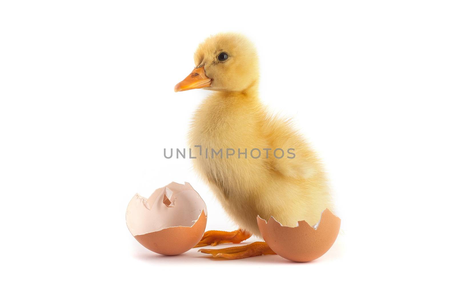 Yellow small duckling with egg isolated on a white background