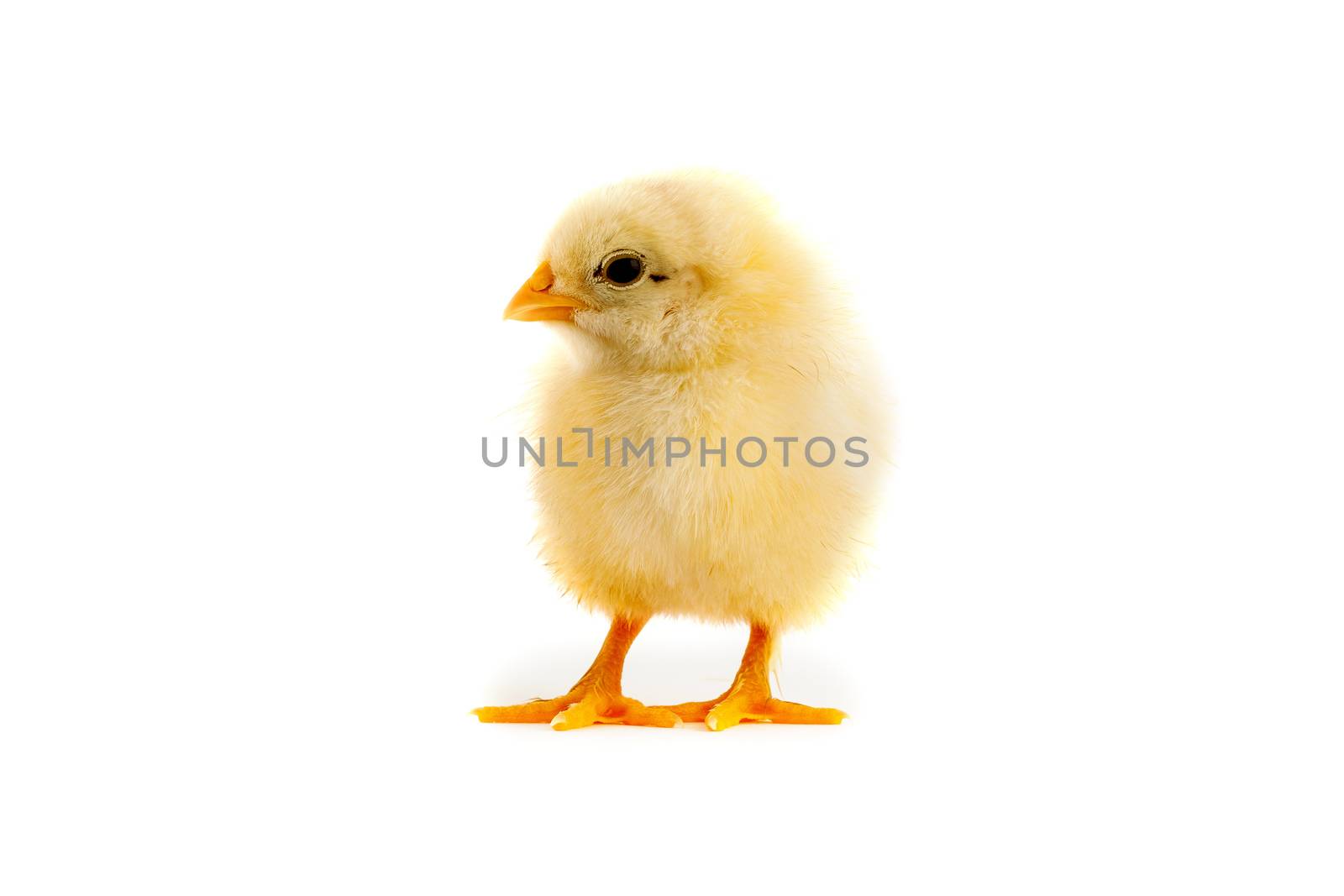 The yellow chick on a white background by bloodua