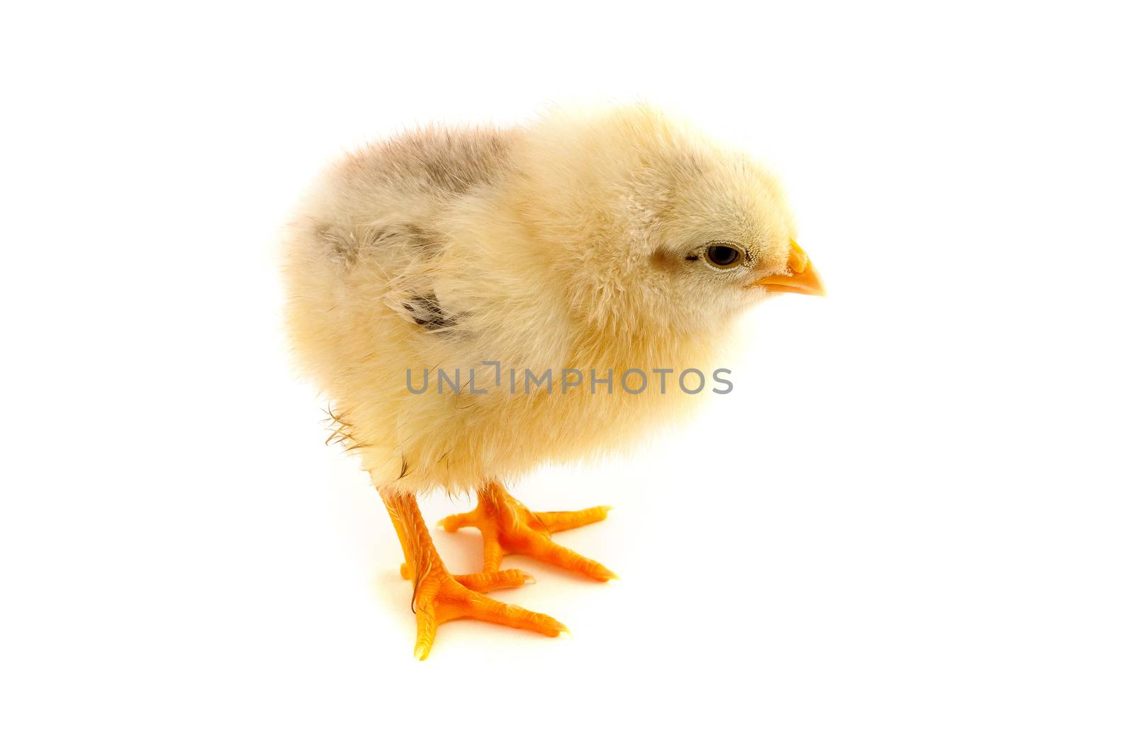 The yellow chick on a white background by bloodua