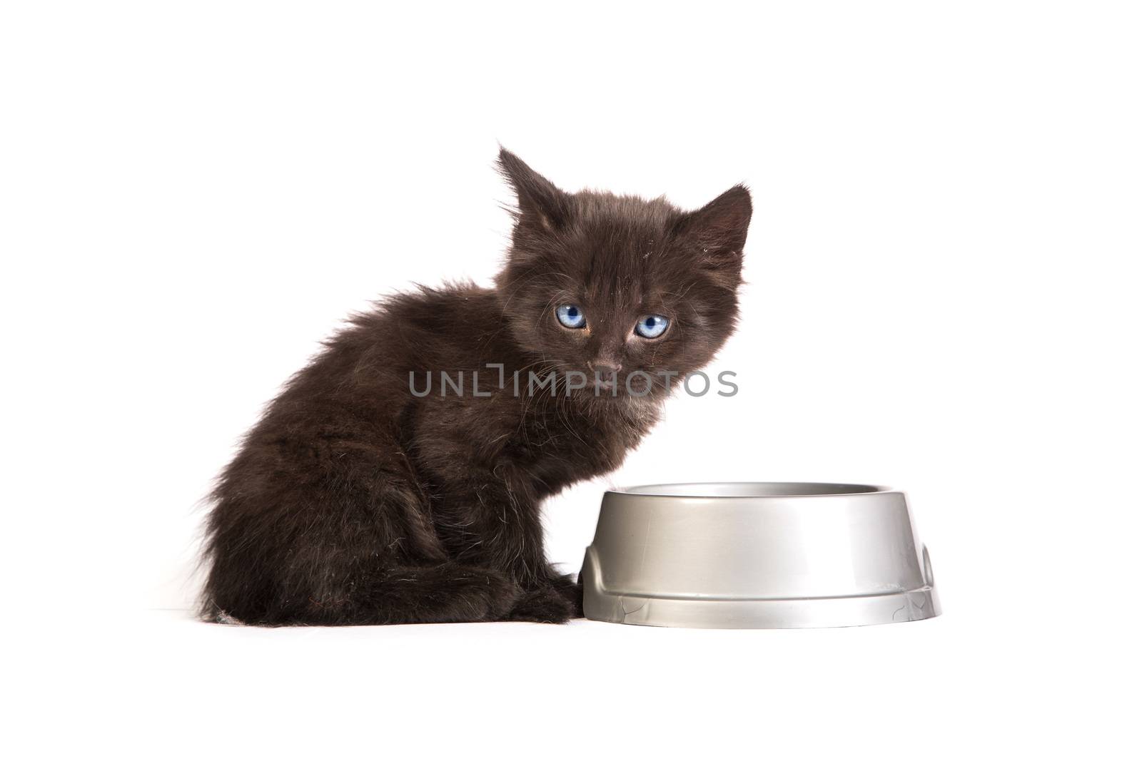 Black kitten eating cat food on a white background by bloodua