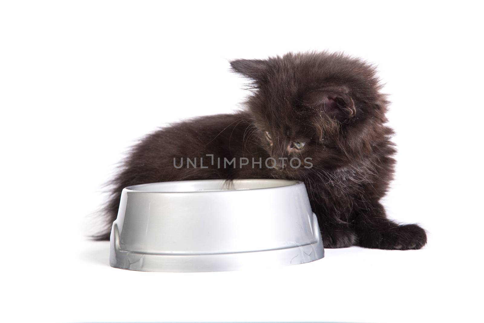Black kitten eating cat food on a white background by bloodua