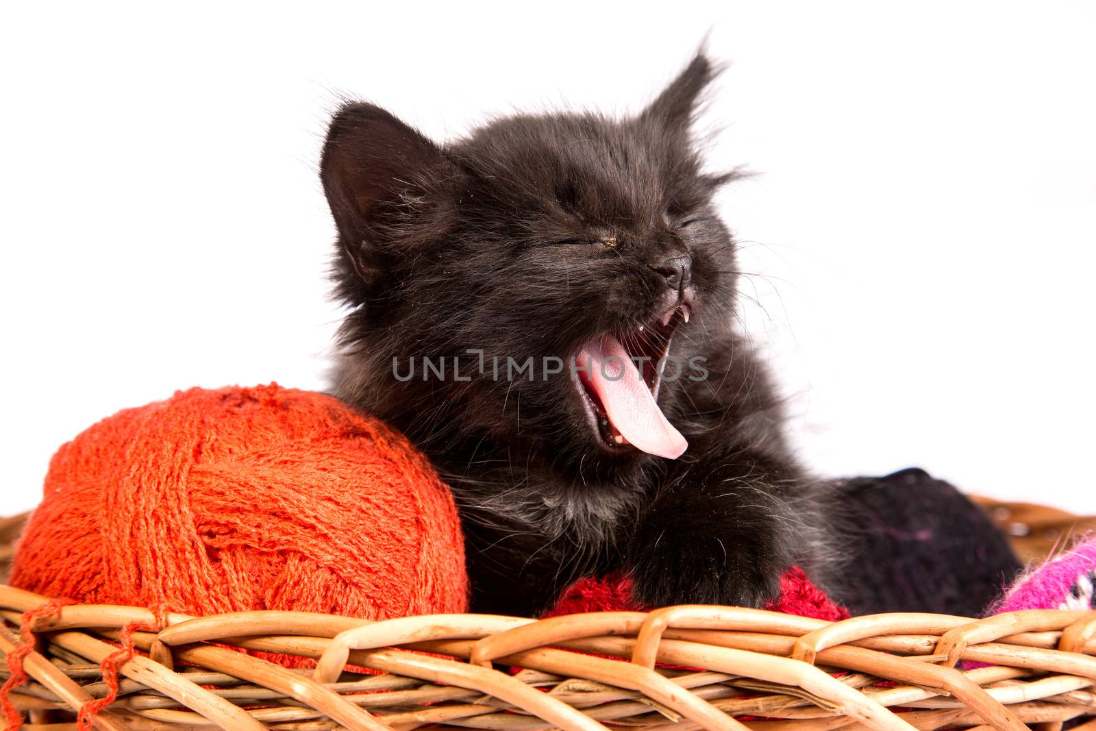 Black kitten playing with a red ball of yarn on white background by bloodua