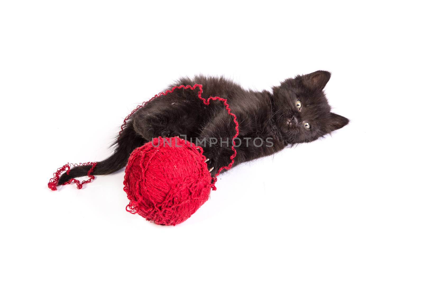 Black kitten playing with a red ball of yarn on white background by bloodua