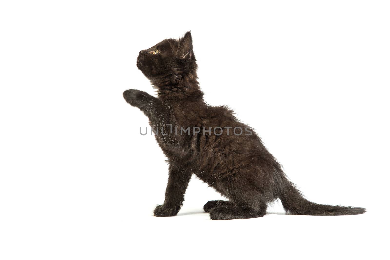 Cute black kitten on a white background by bloodua