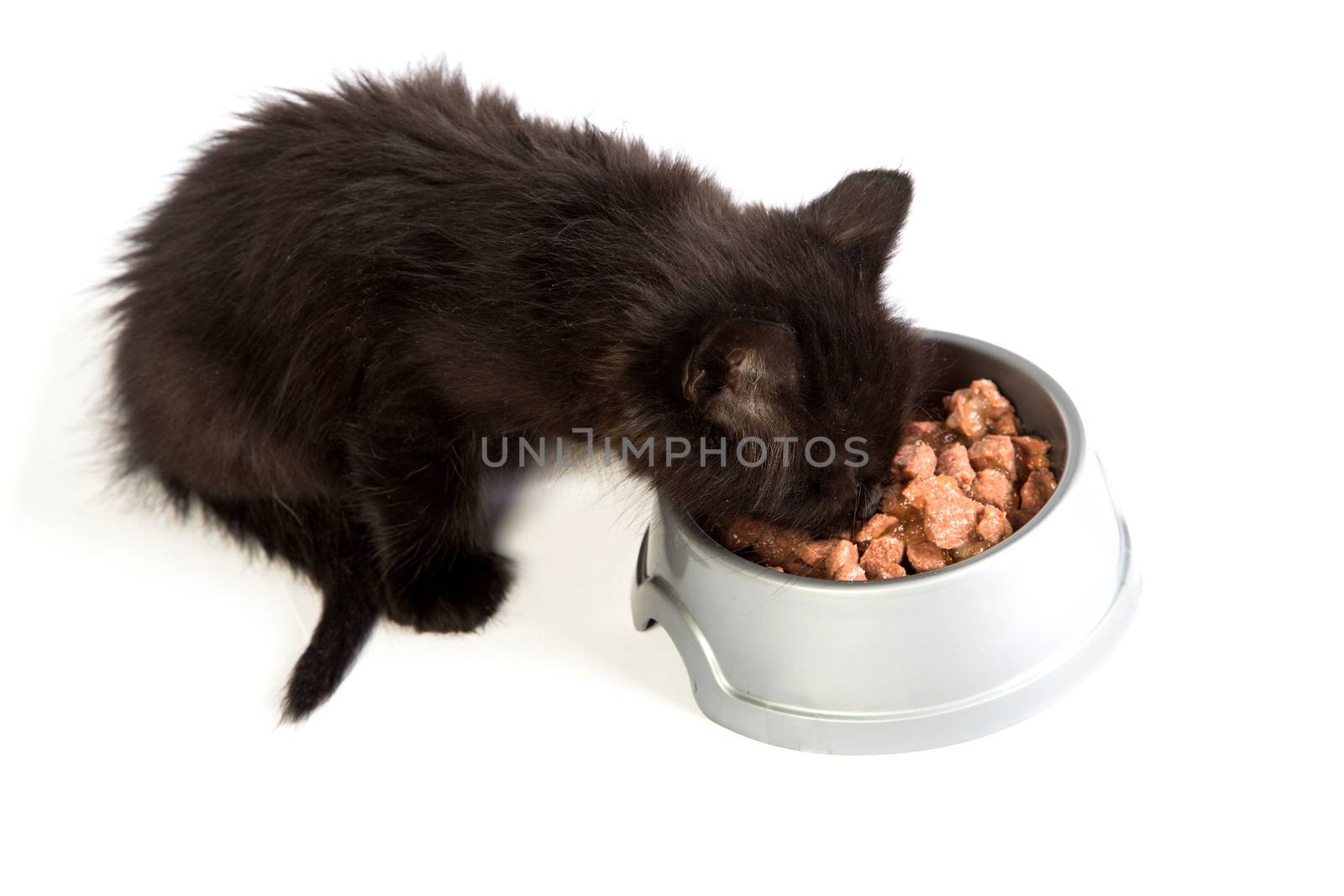 Cute black kitten eating cat food, isolated on a white background