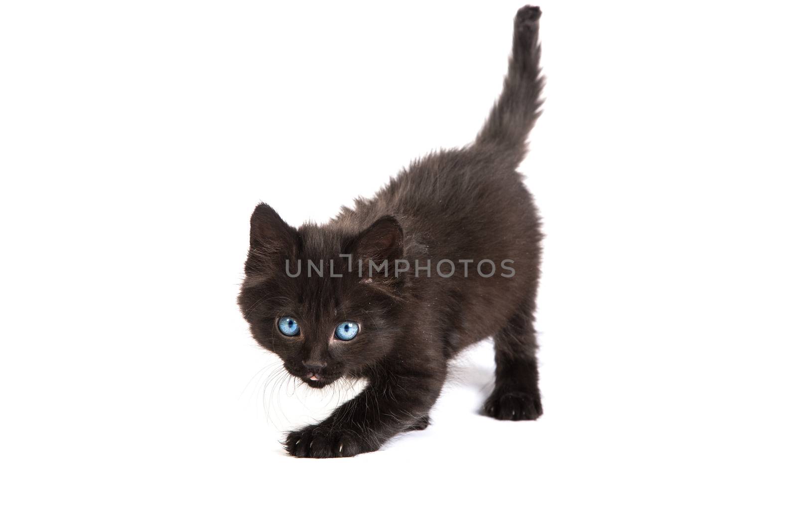 Cute black small kitten isolated on a white background