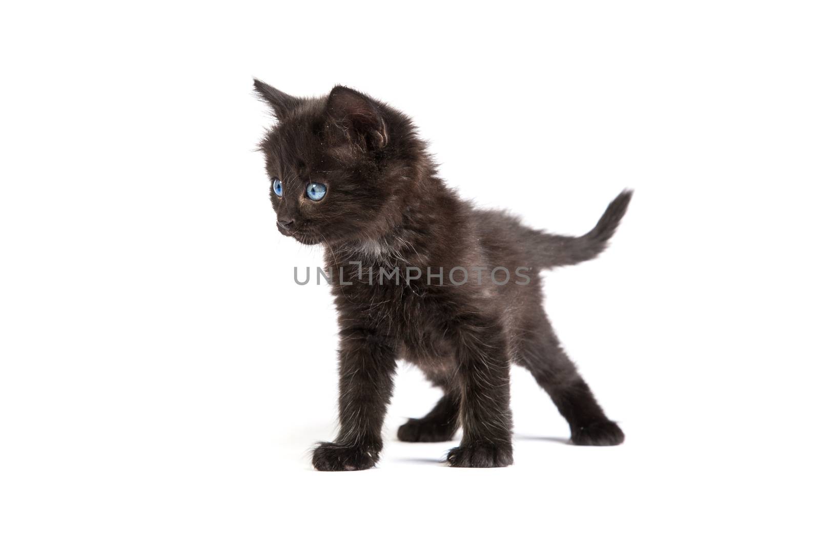 Cute black small kitten isolated on a white background