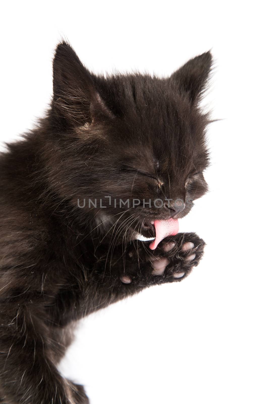 Cute black kitten on a white background by bloodua