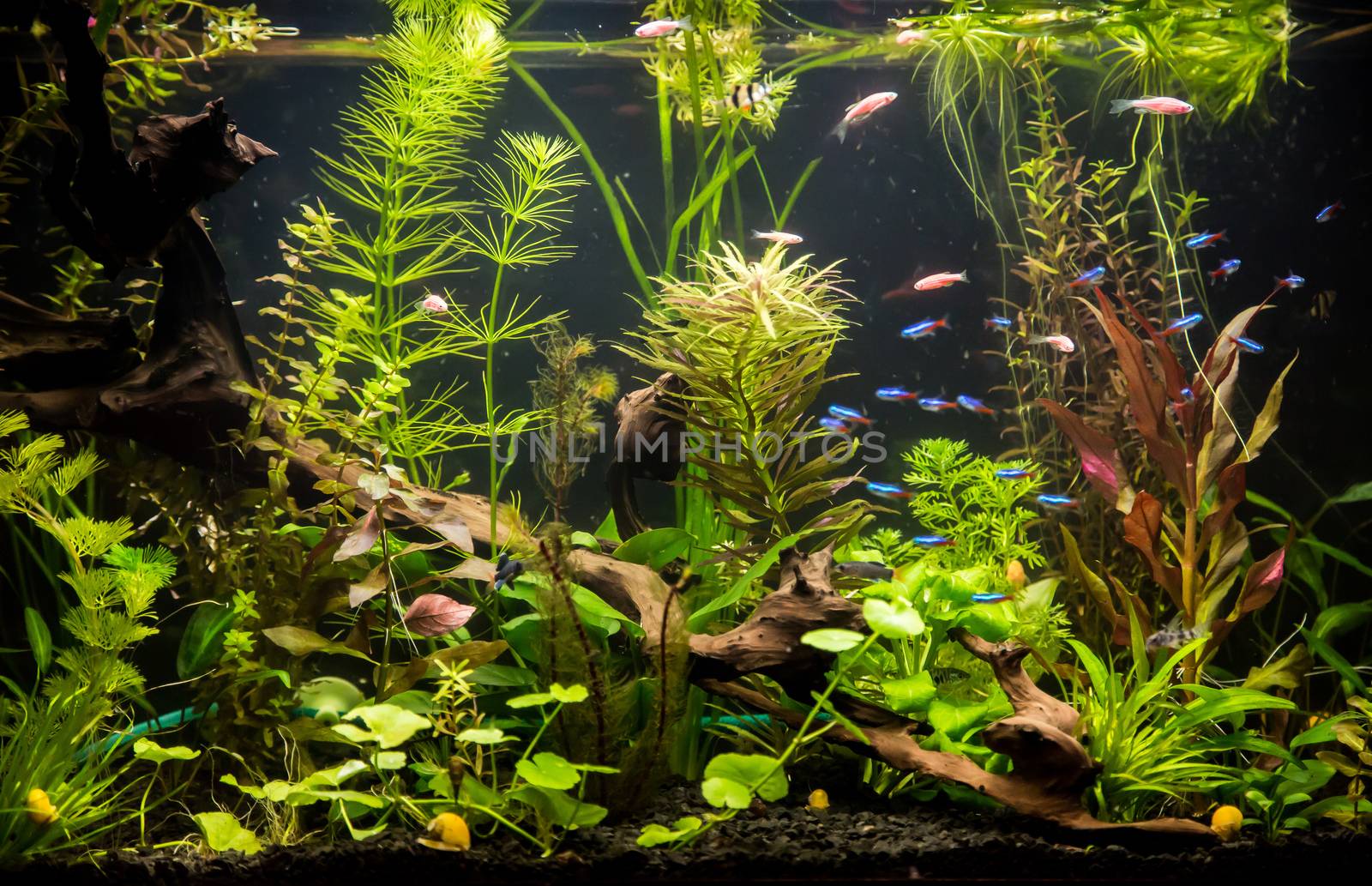 Ttropical freshwater aquarium with fishes by bloodua