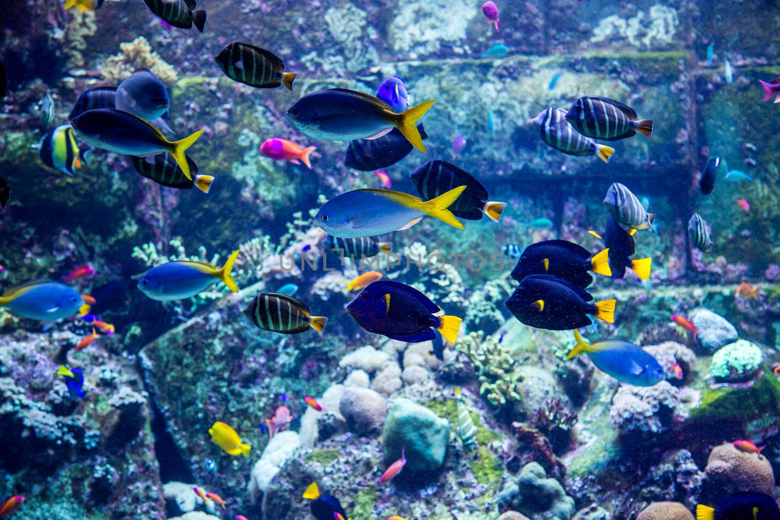 Aquarium tropical fish on a coral reef by bloodua