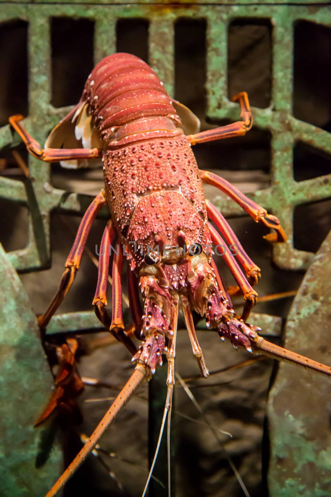 alive lobster in an aquarium by bloodua