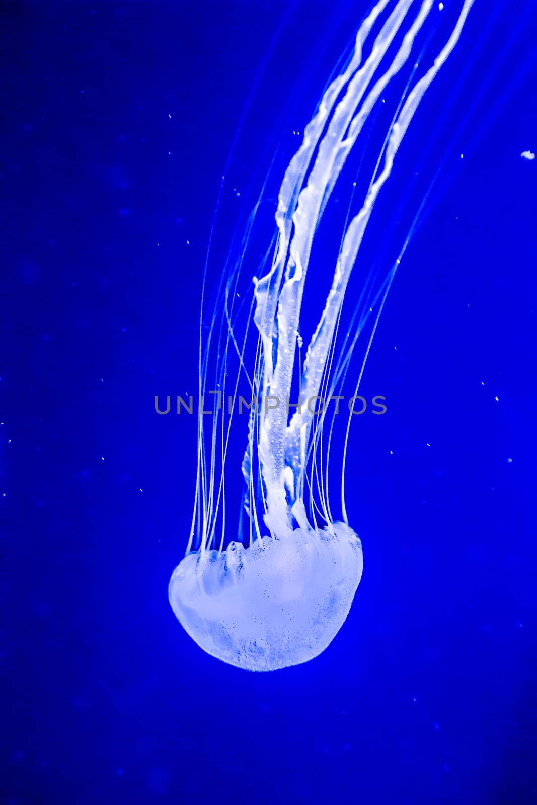 Beautiful jellyfish moving slowly in aquarium in Dubai by bloodua