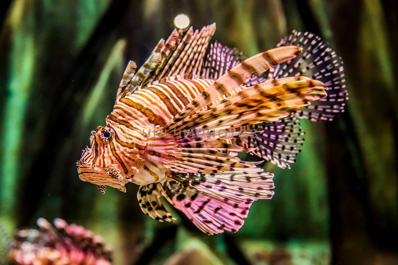 Close up view of a venomous Red lionfish by bloodua