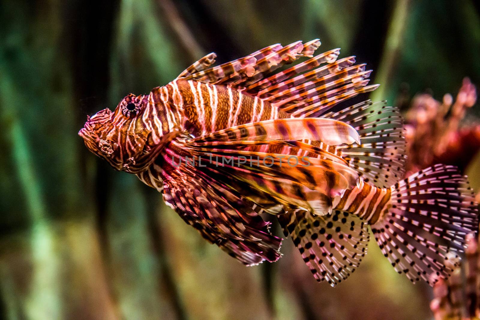 Close up view of a venomous Red lionfish by bloodua