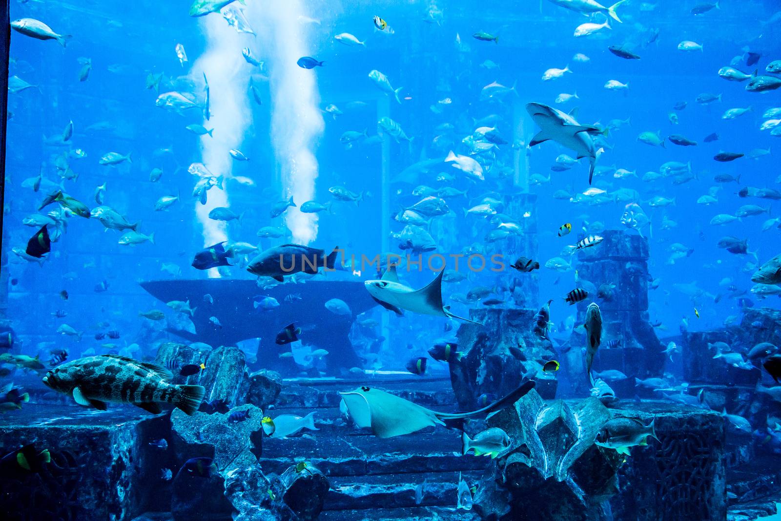 Aquarium tropical fish on a coral reef by bloodua