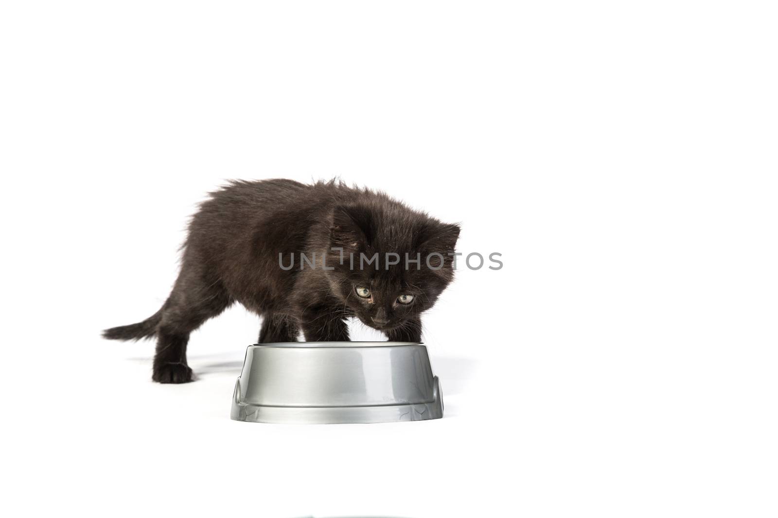 Cute black kitten drinks milk, isolated on a white background