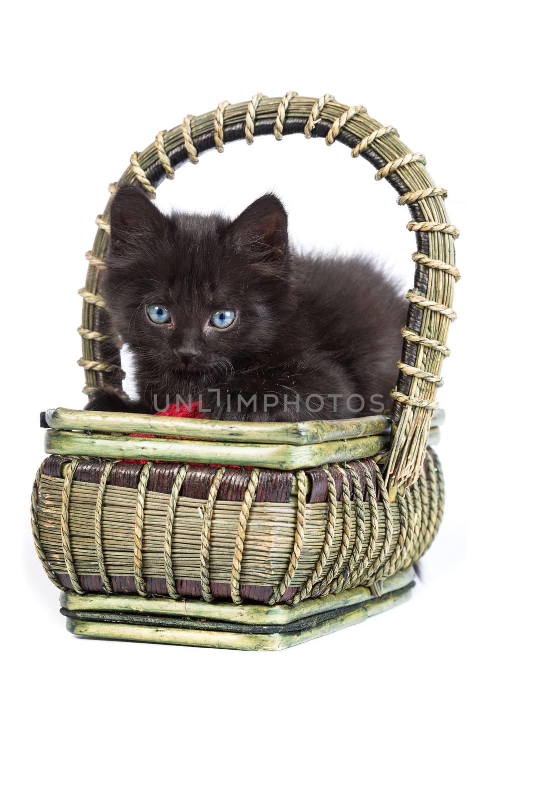 Black kitten playing with a red ball of yarn isolated on a white background