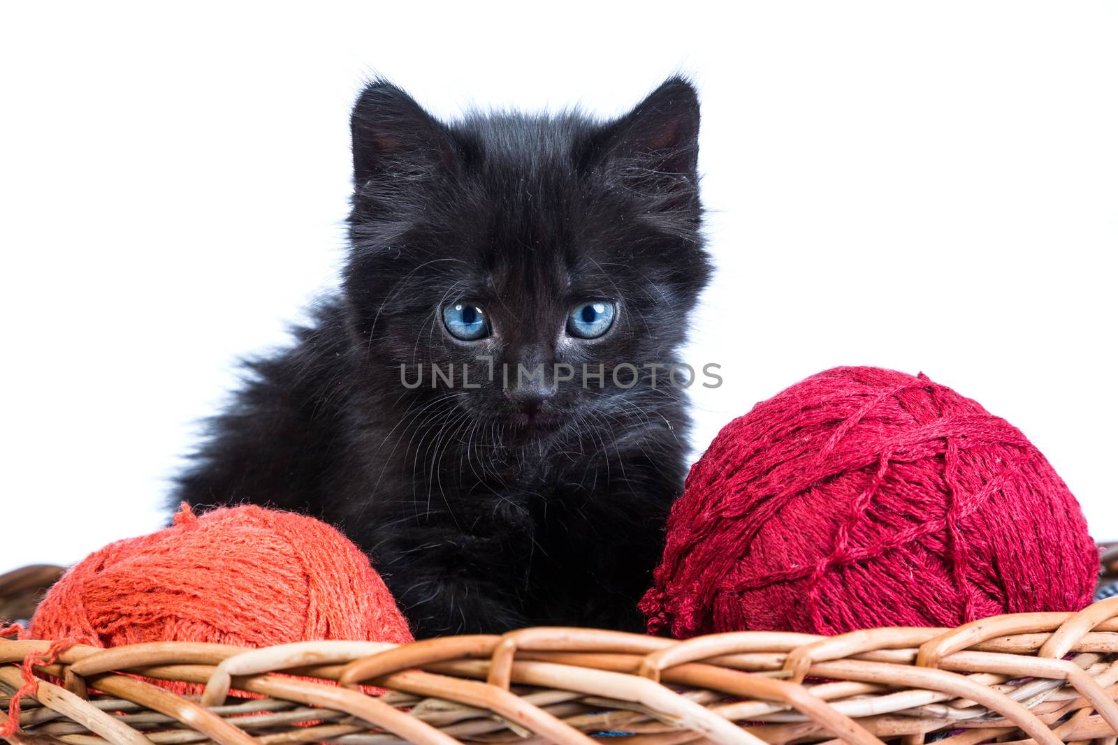 Black kitten playing with a red ball of yarn isolated on a white background