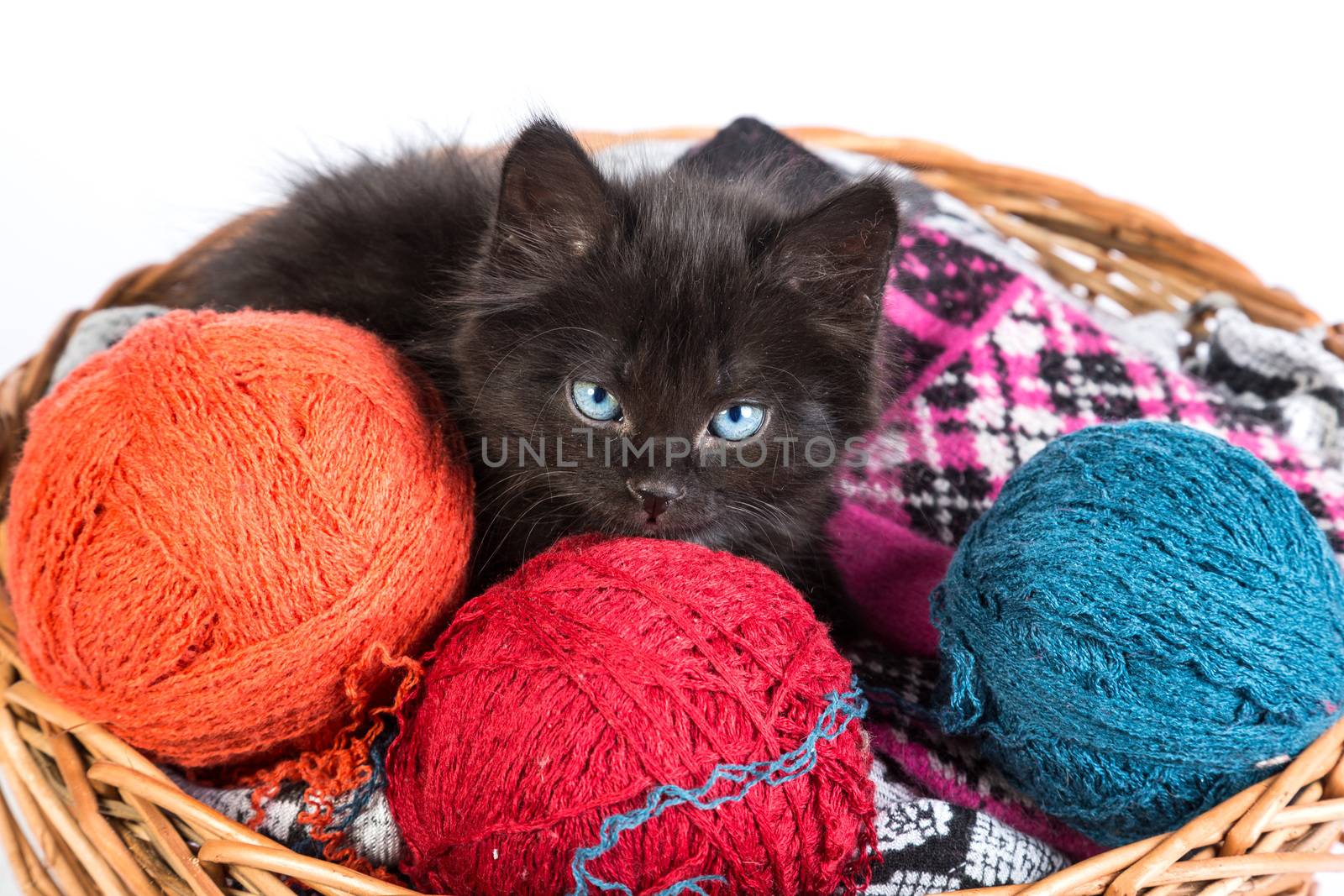 Black kitten playing with a red ball of yarn isolated on a white background