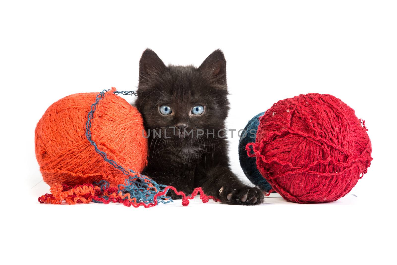 Black kitten playing with a red ball of yarn isolated on a white background