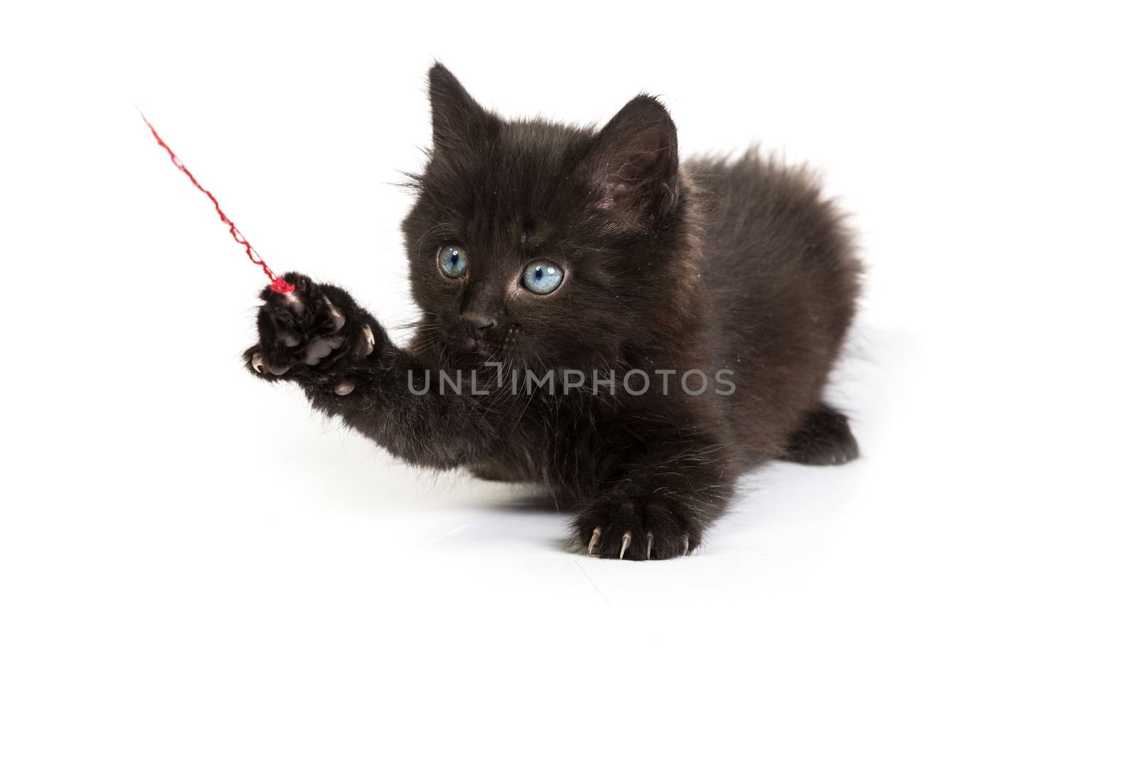 Black kitten playing with a red ball of yarn isolated on a white background