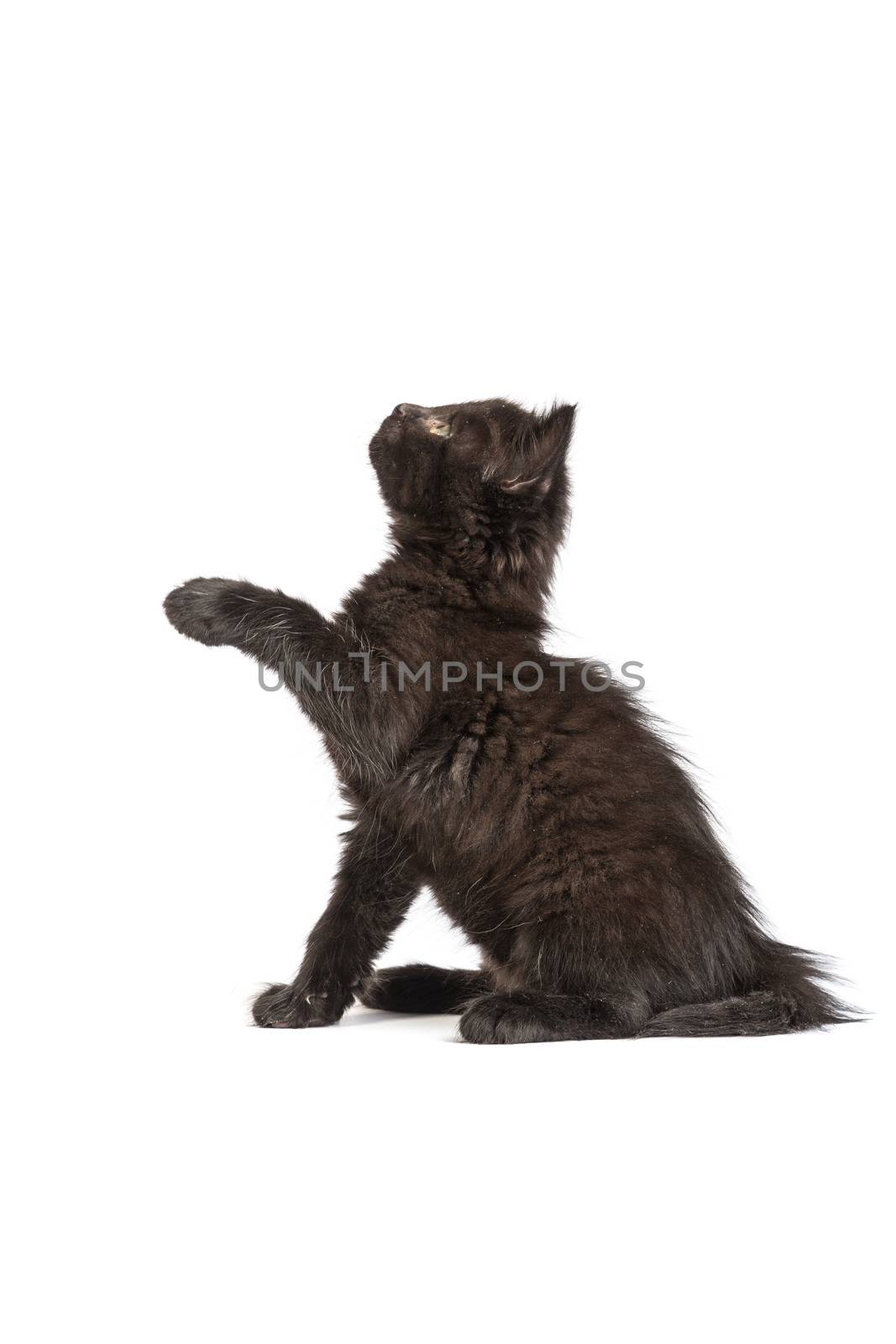 Cute black small kitten isolated on a white background