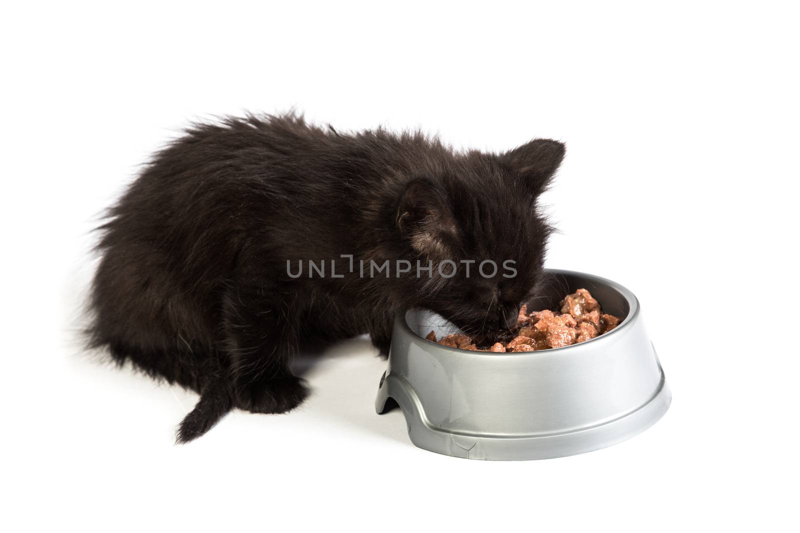 Cute black kitten eating cat food, isolated on a white background