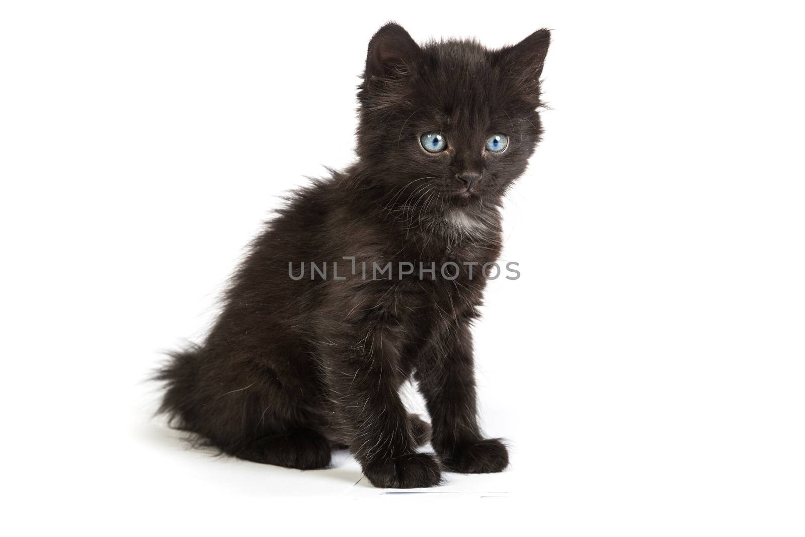 Cute black small kitten isolated on a white background