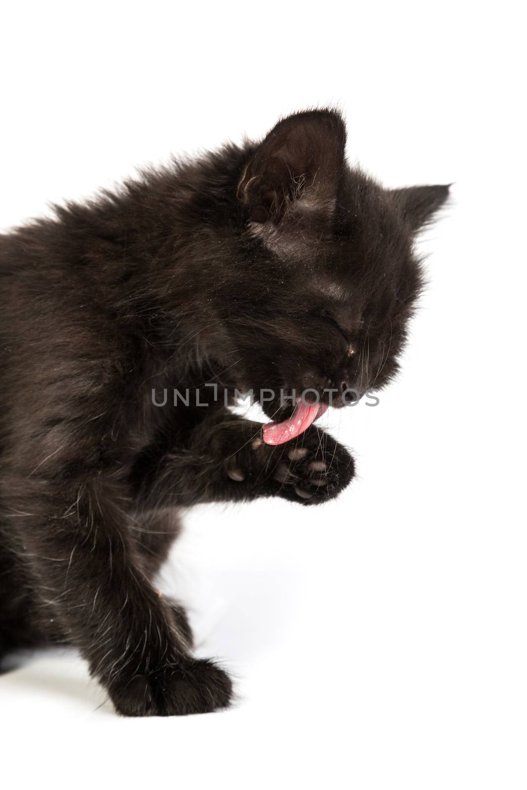 Cute black small kitten isolated on a white background