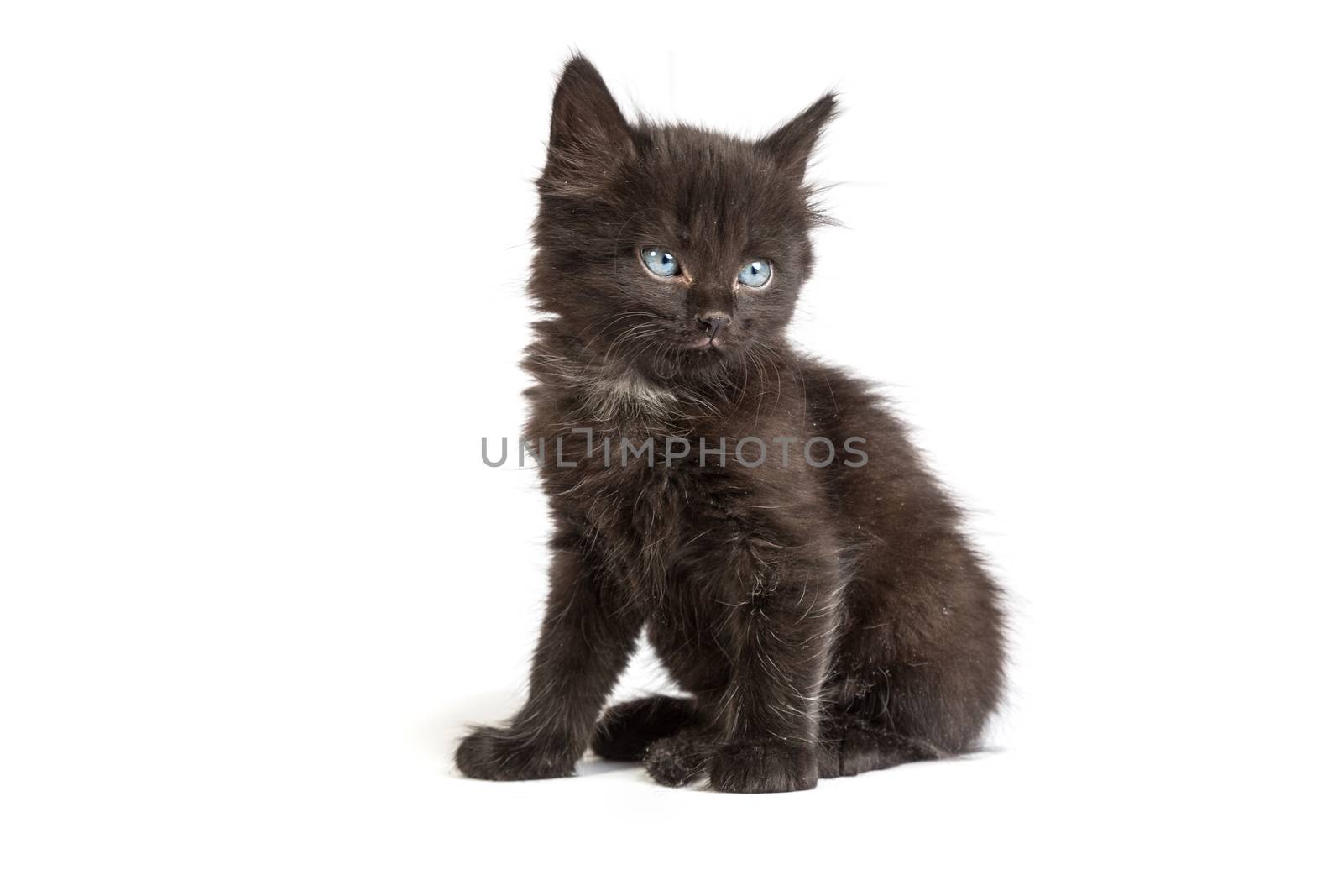 Cute black small kitten isolated on a white background