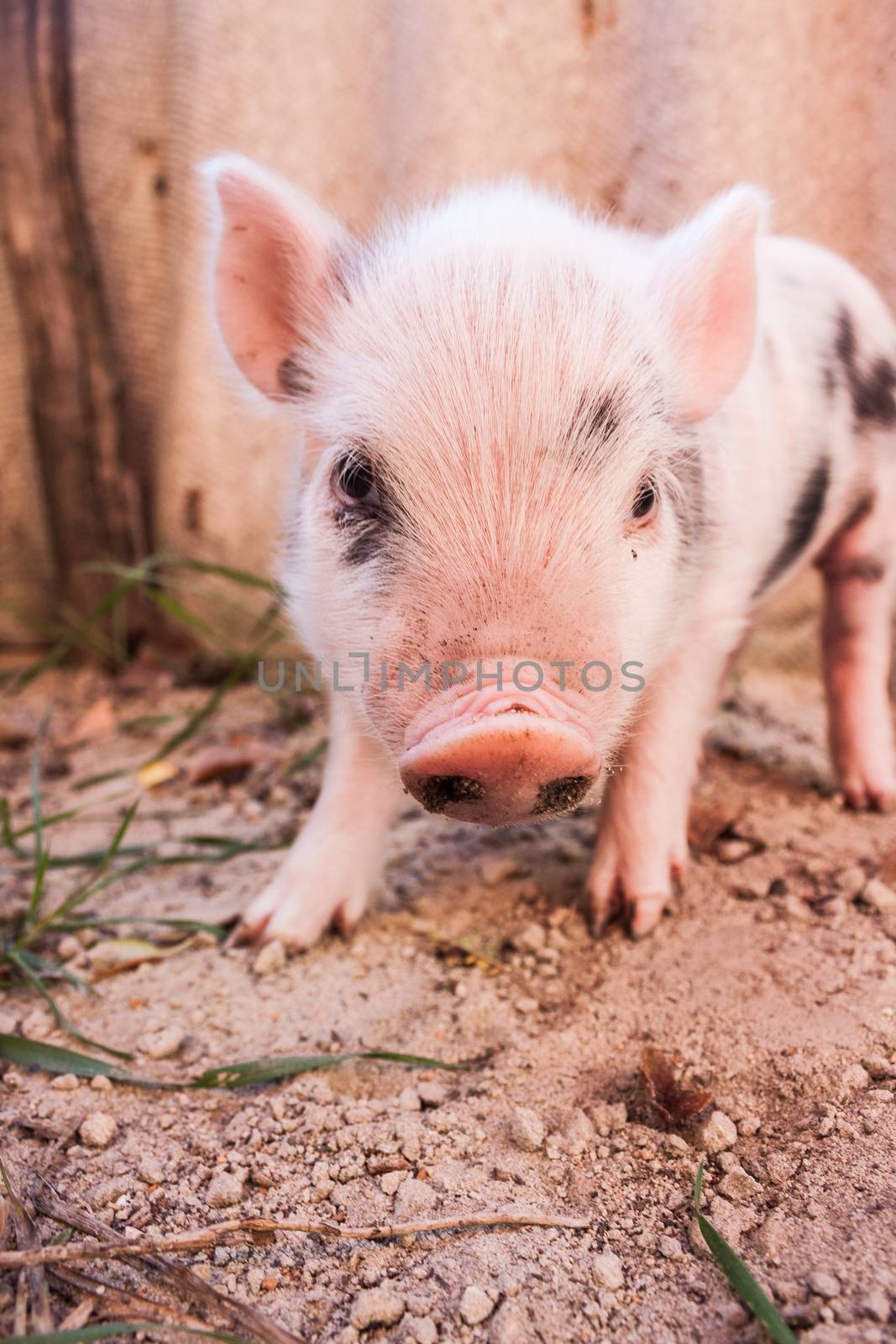 Close-up of a cute muddy piglet running around outdoors on the farm. Ideal image for organic farming