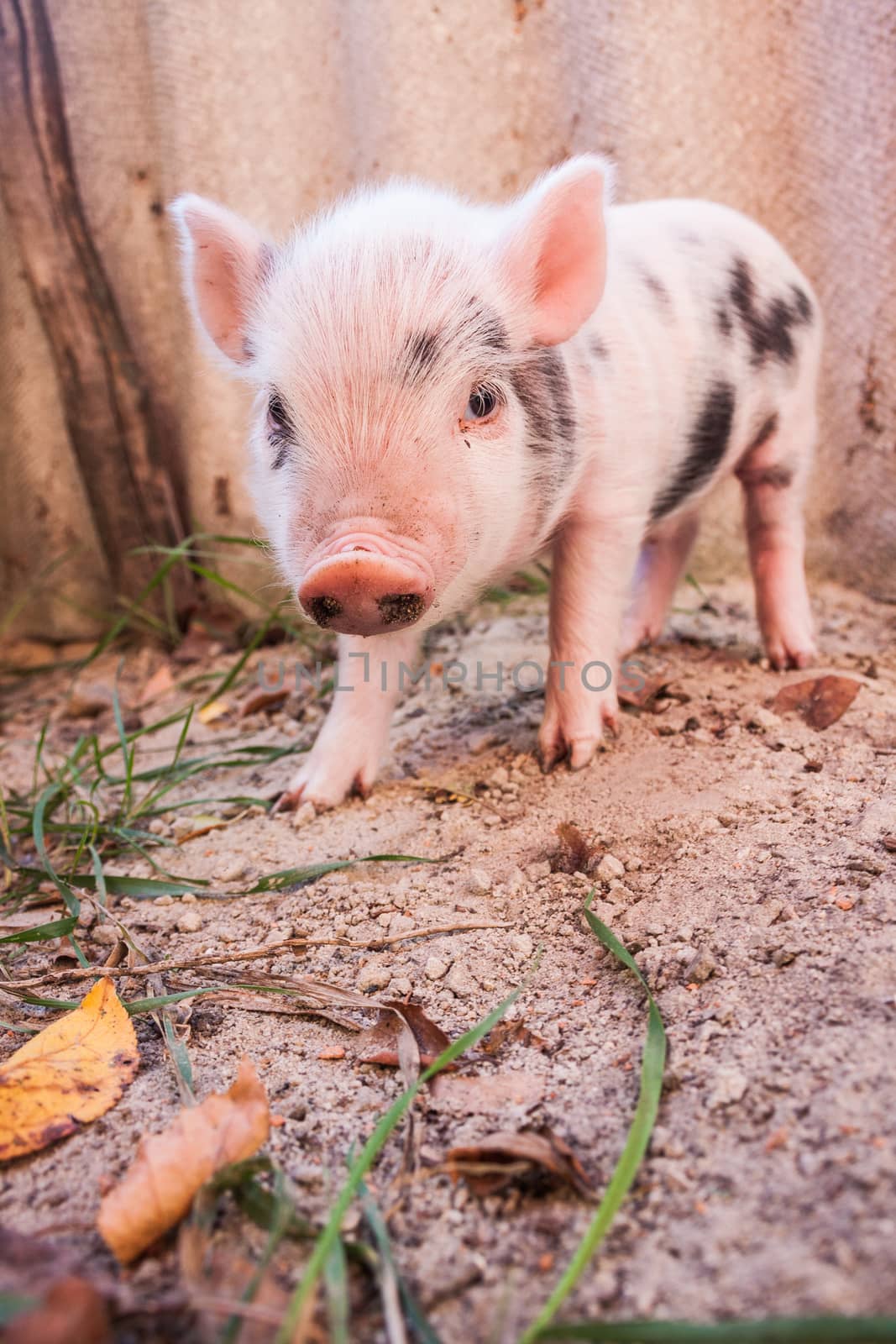 Close-up of a cute muddy piglet running around outdoors on the farm. Ideal image for organic farming