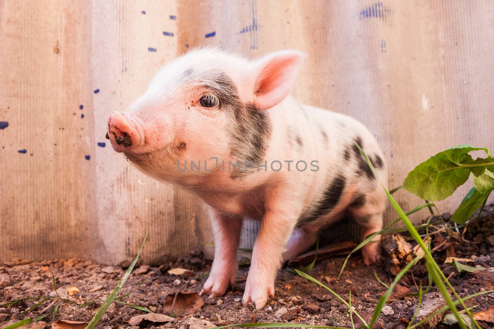 Close-up of a cute muddy piglet running around outdoors on the farm. Ideal image for organic farming