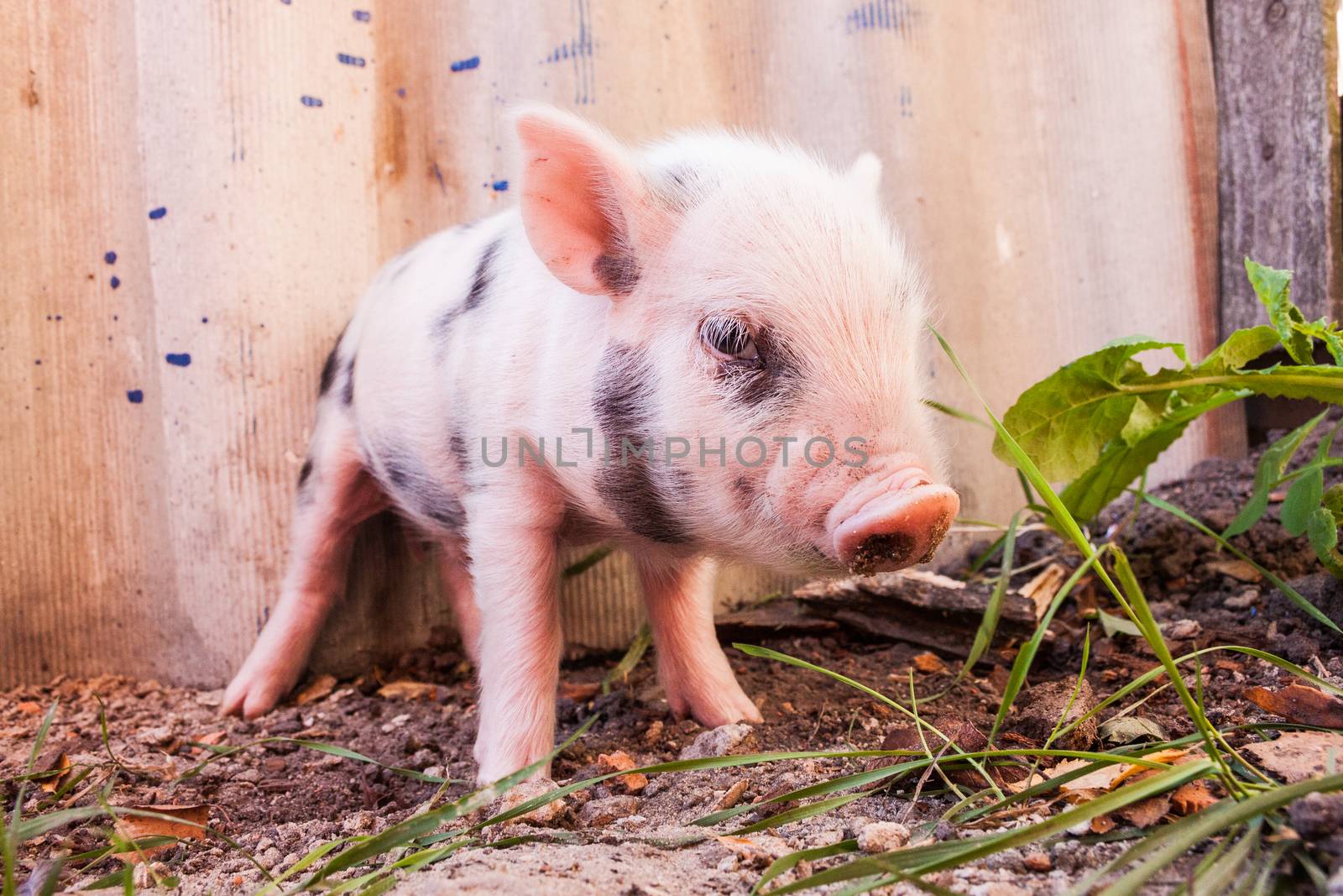 Close-up of a cute muddy piglet running around outdoors on the farm. Ideal image for organic farming