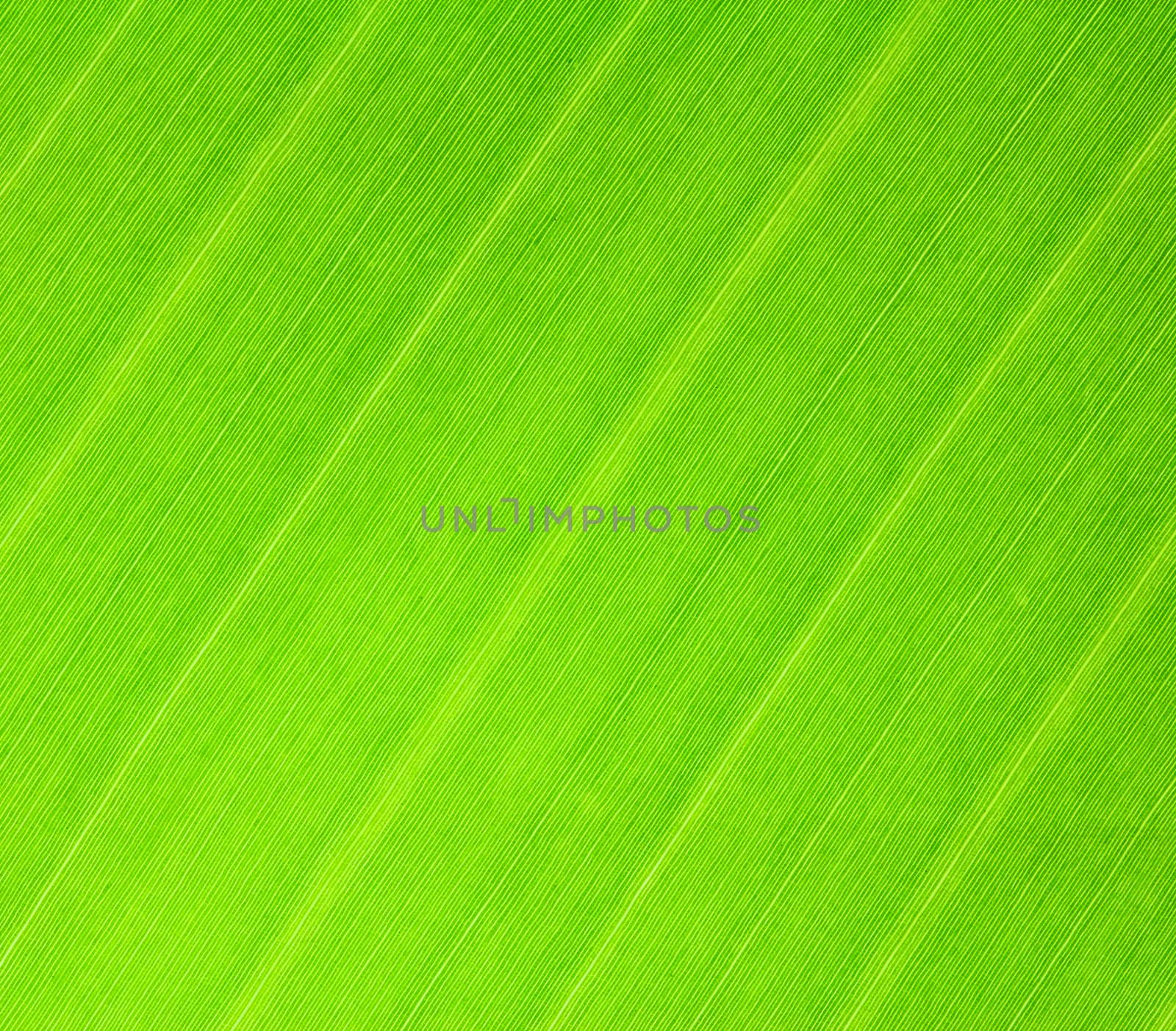 Texture of banana leaf for background
