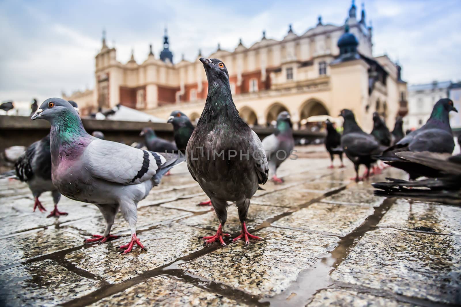 A lot of doves in Krakow old city. by bloodua